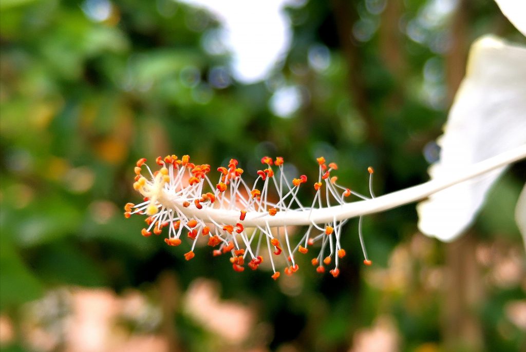 Hibiscus Flower Pistil - Pixahive