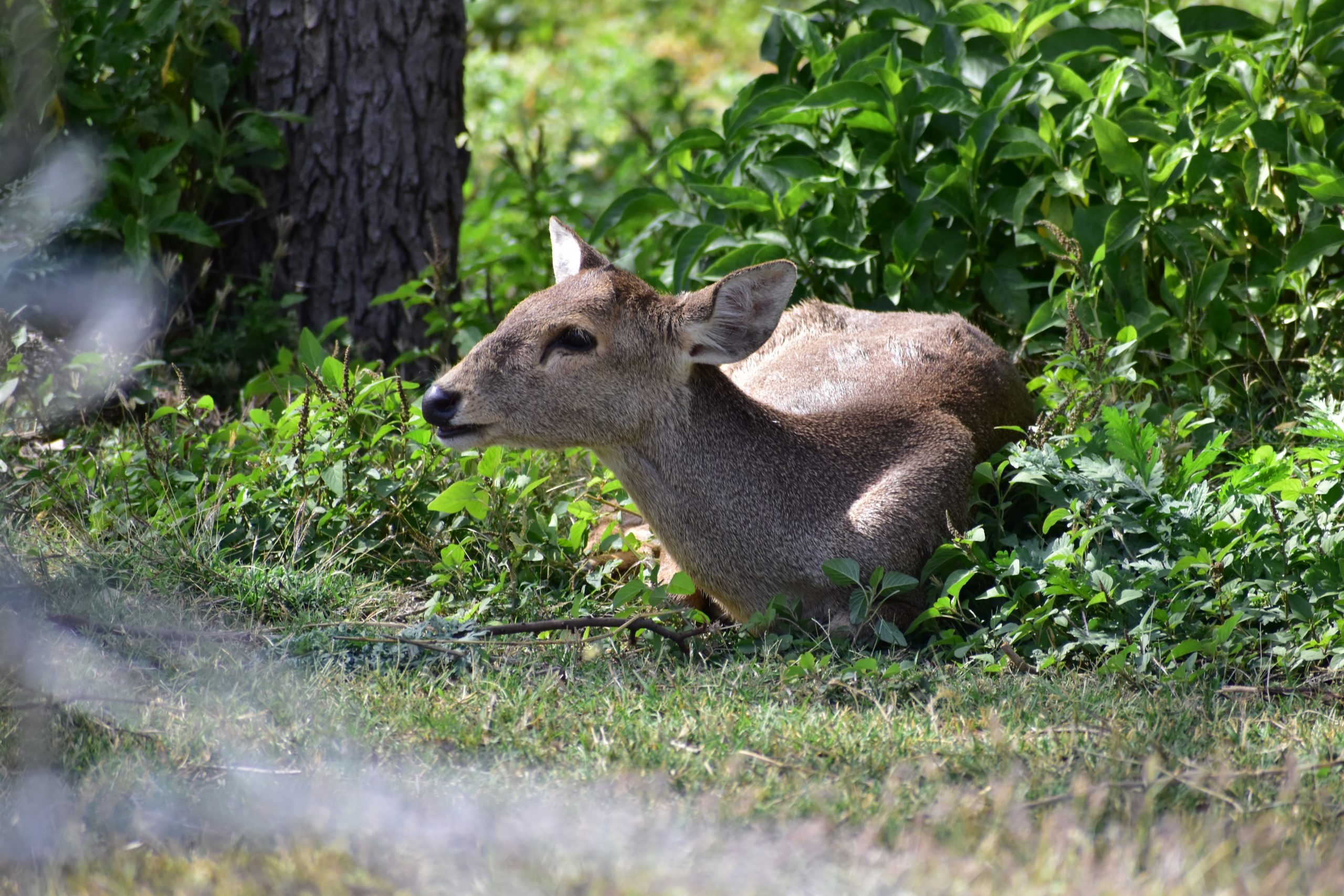 Hog Deer At Forest PixaHive