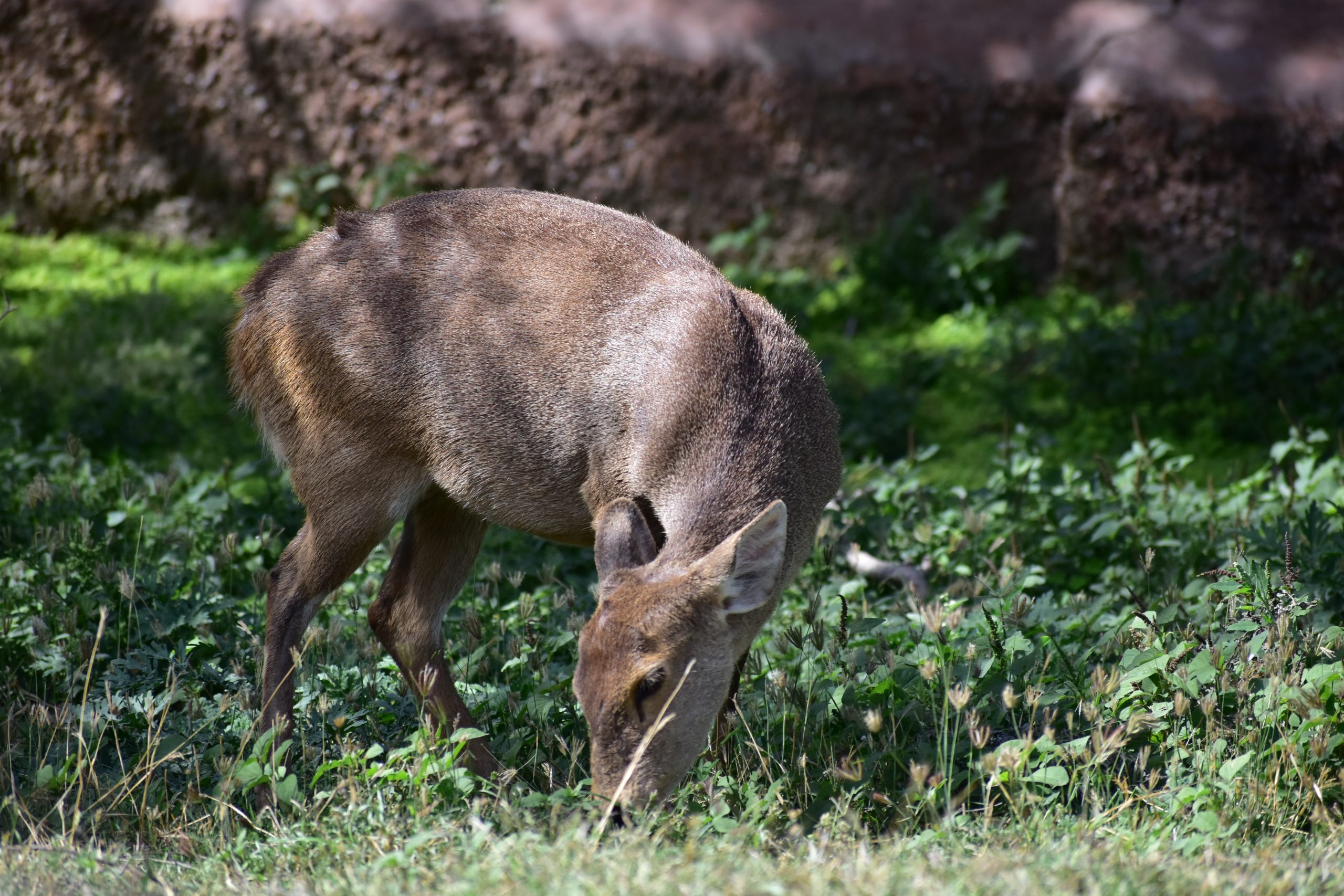 Hog deer grazing in the forest