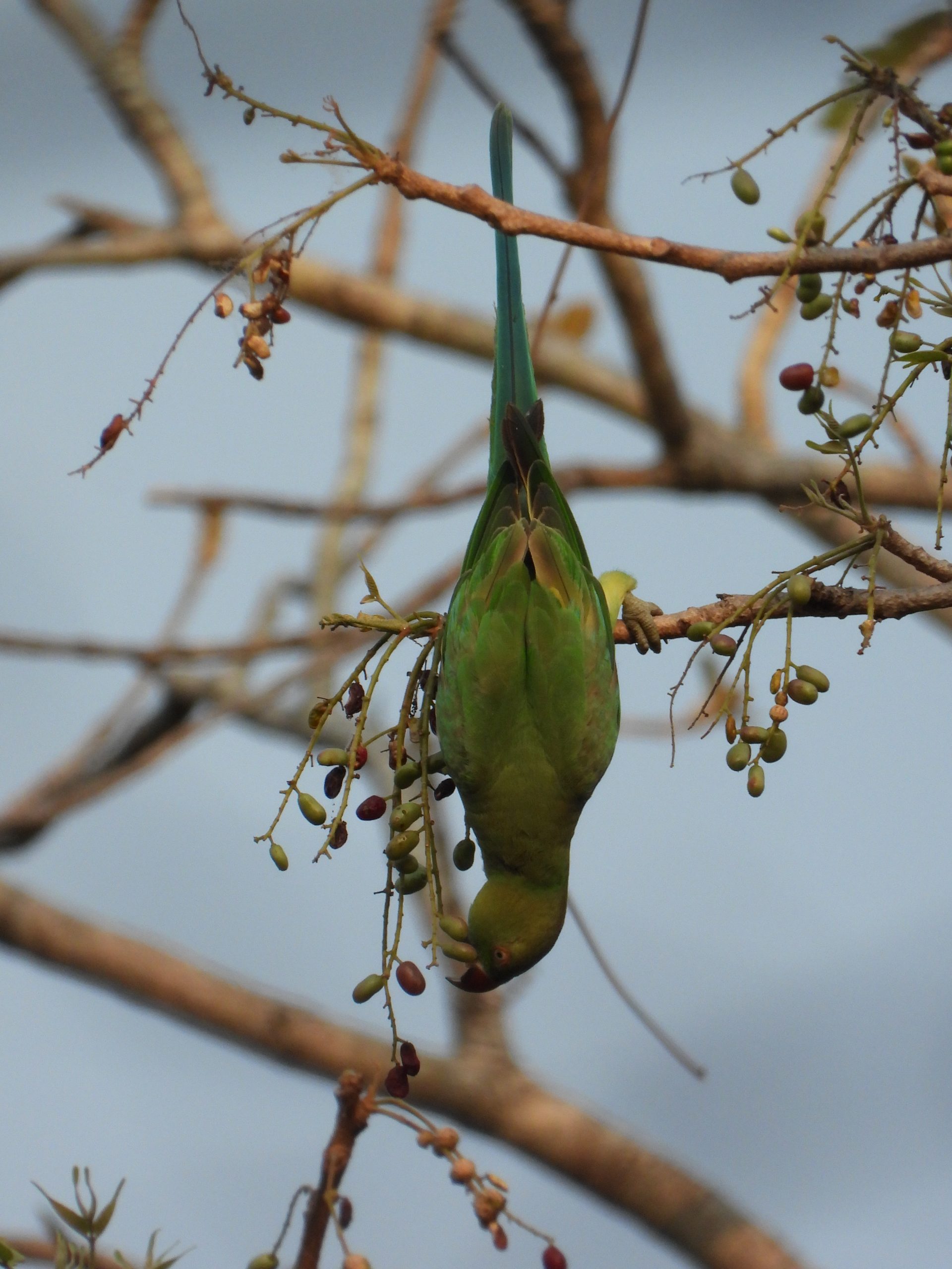 Parrot on tree