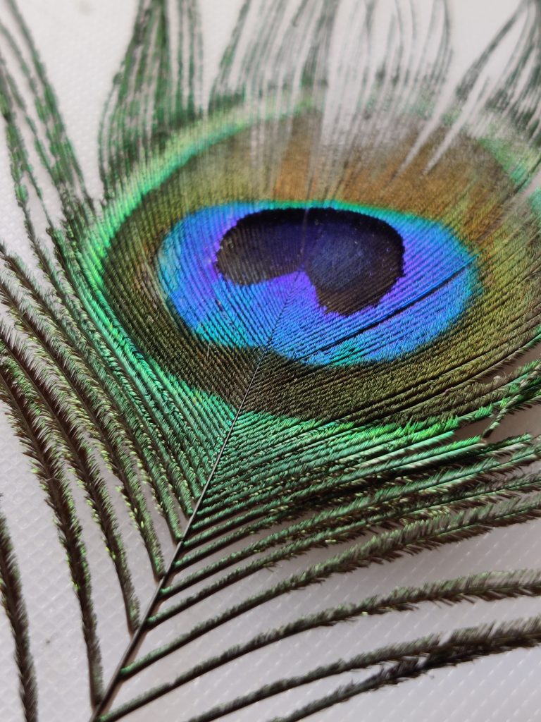 Peacock feather - PixaHive