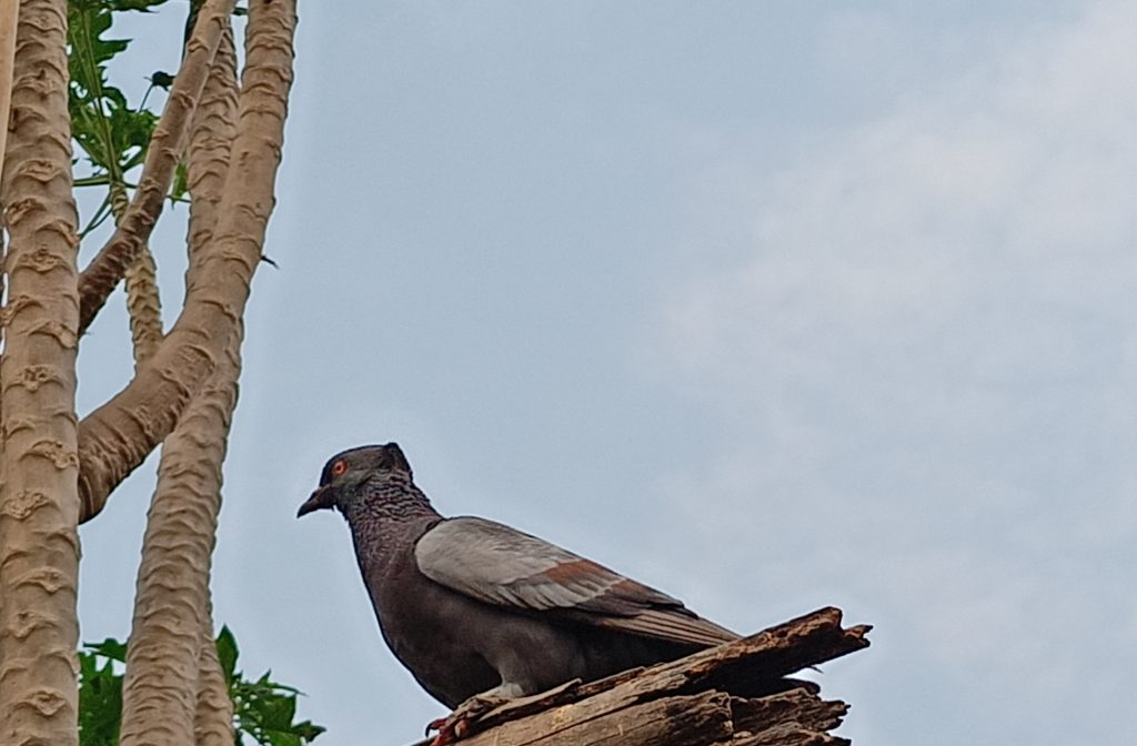Pigeon on the tree PixaHive