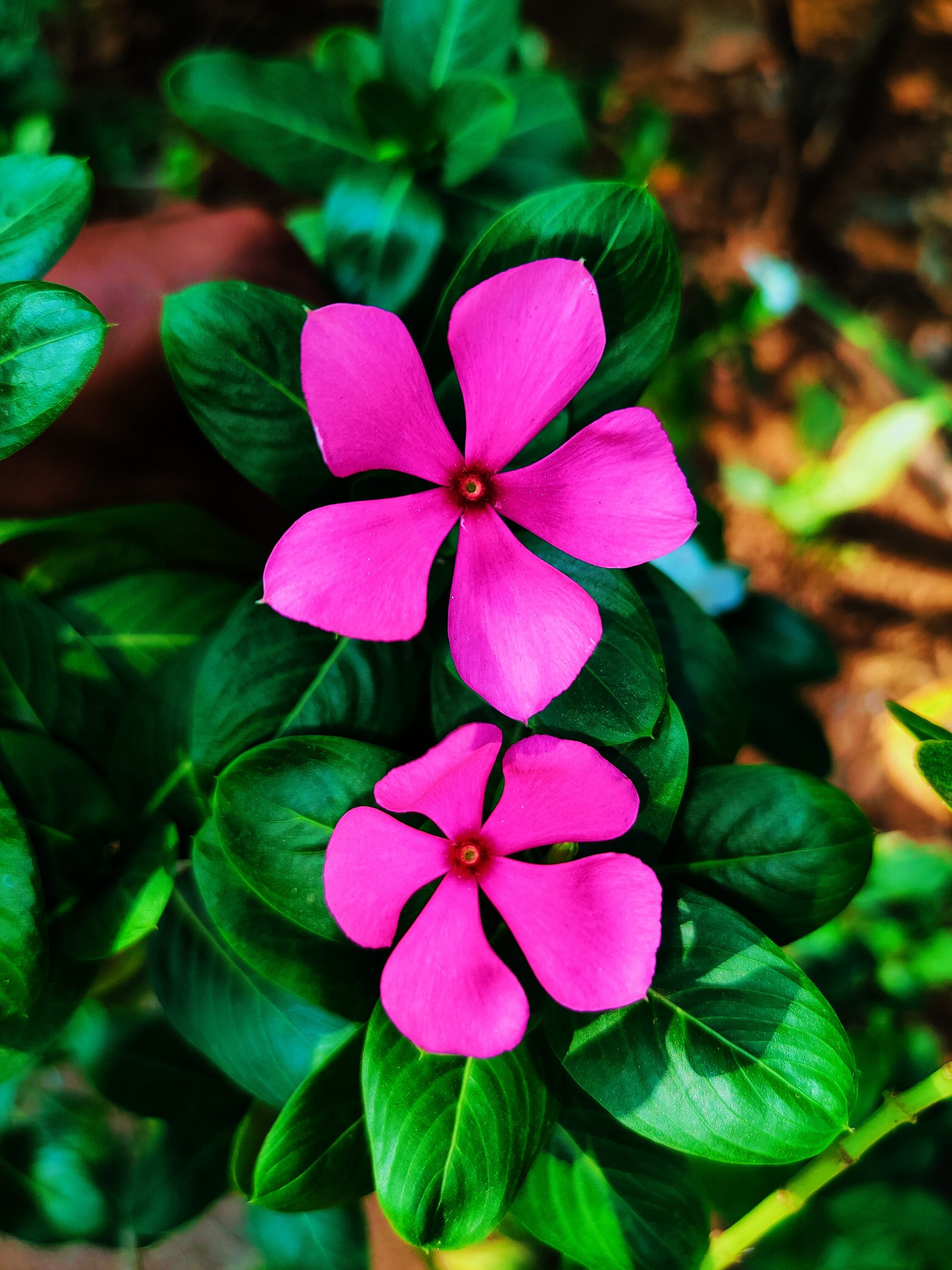 Pink flowers of a plant