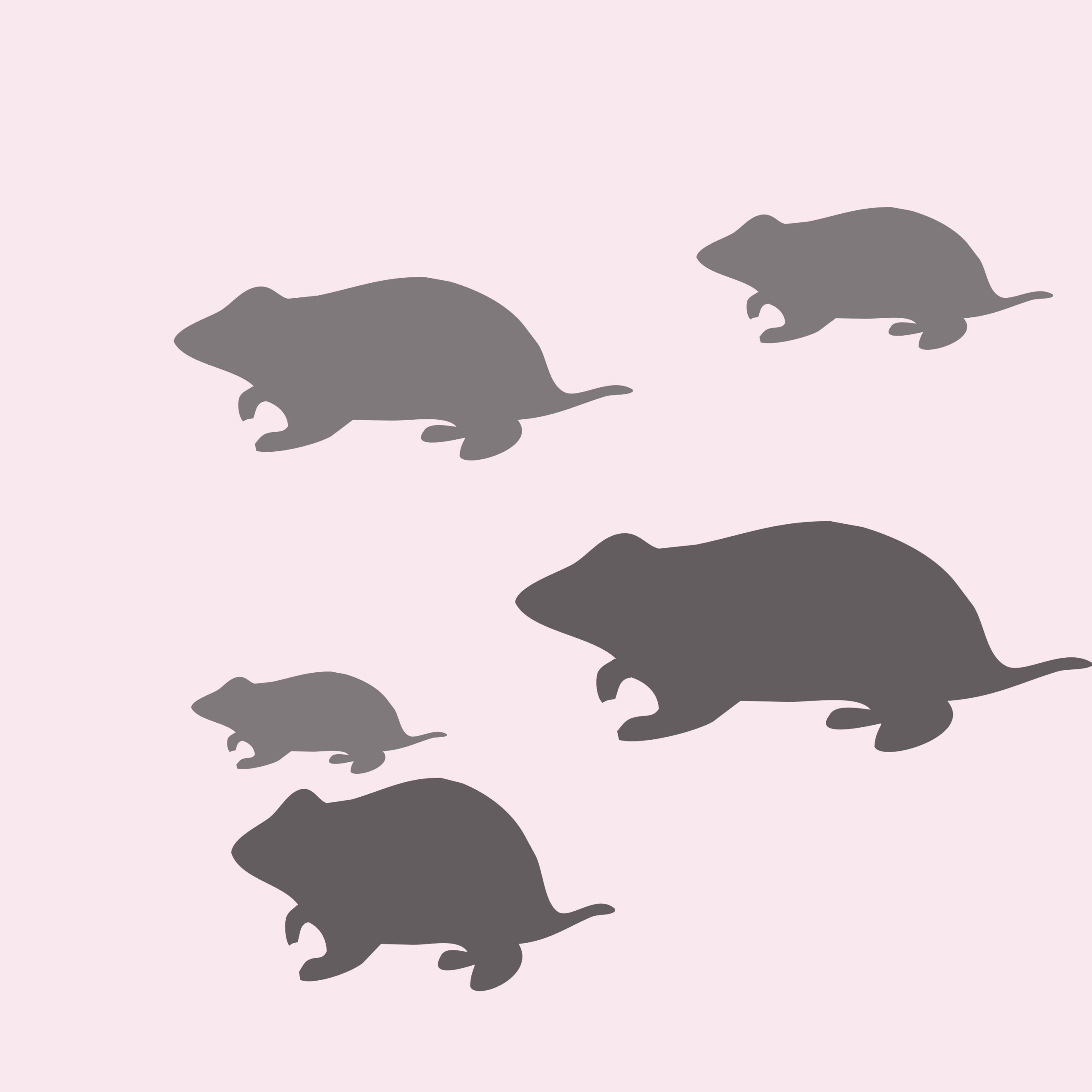 Rats illustration