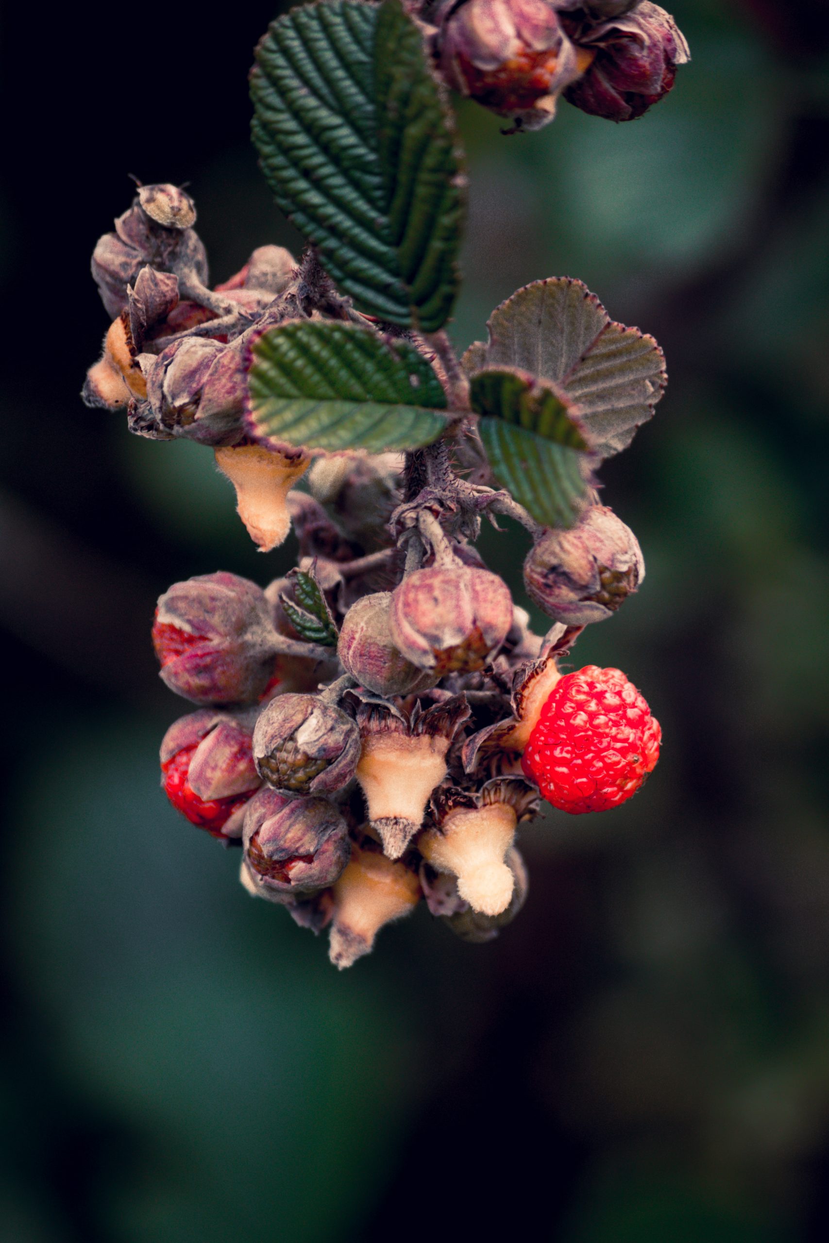 Red berries of a plant