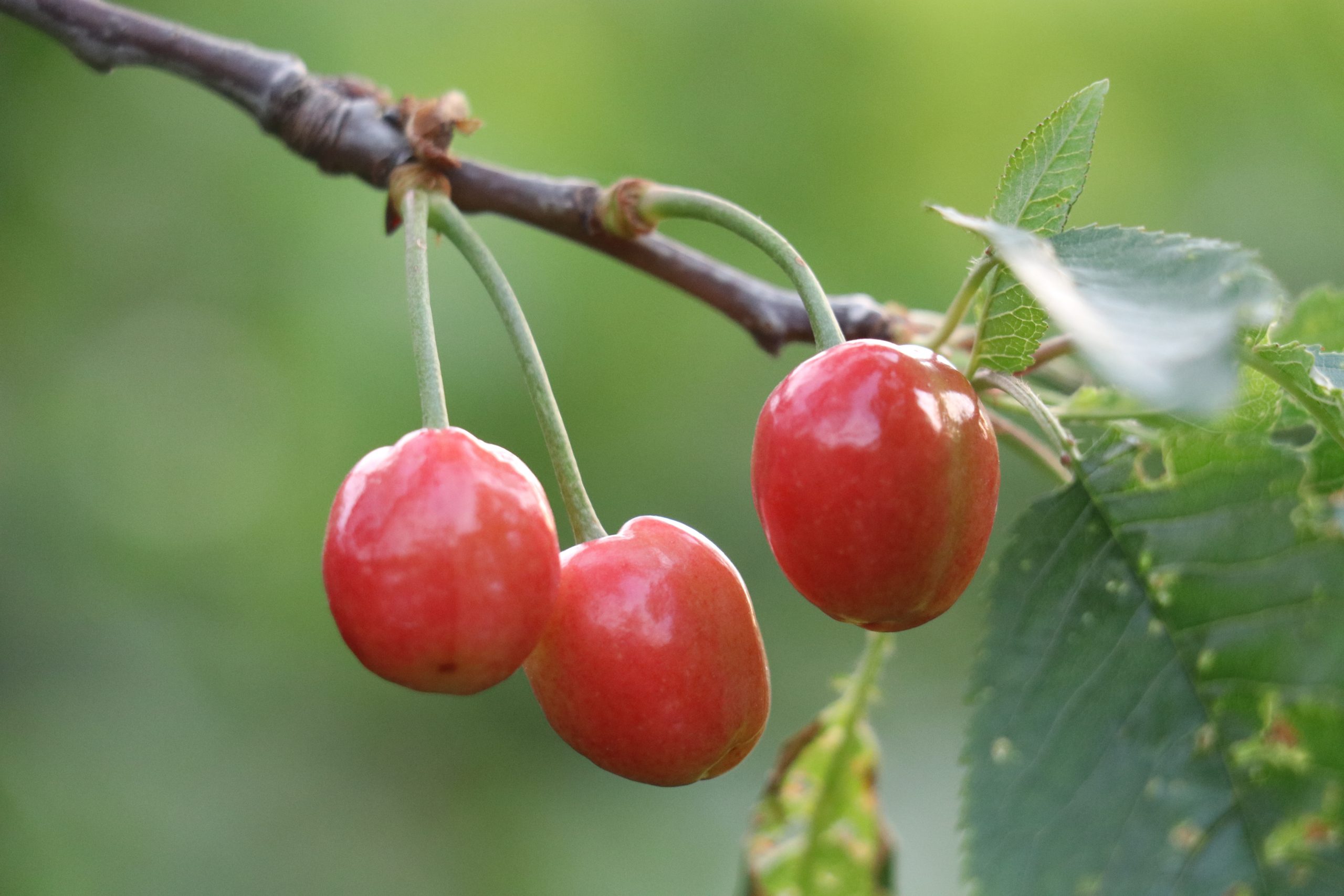 Red cherries on a branch