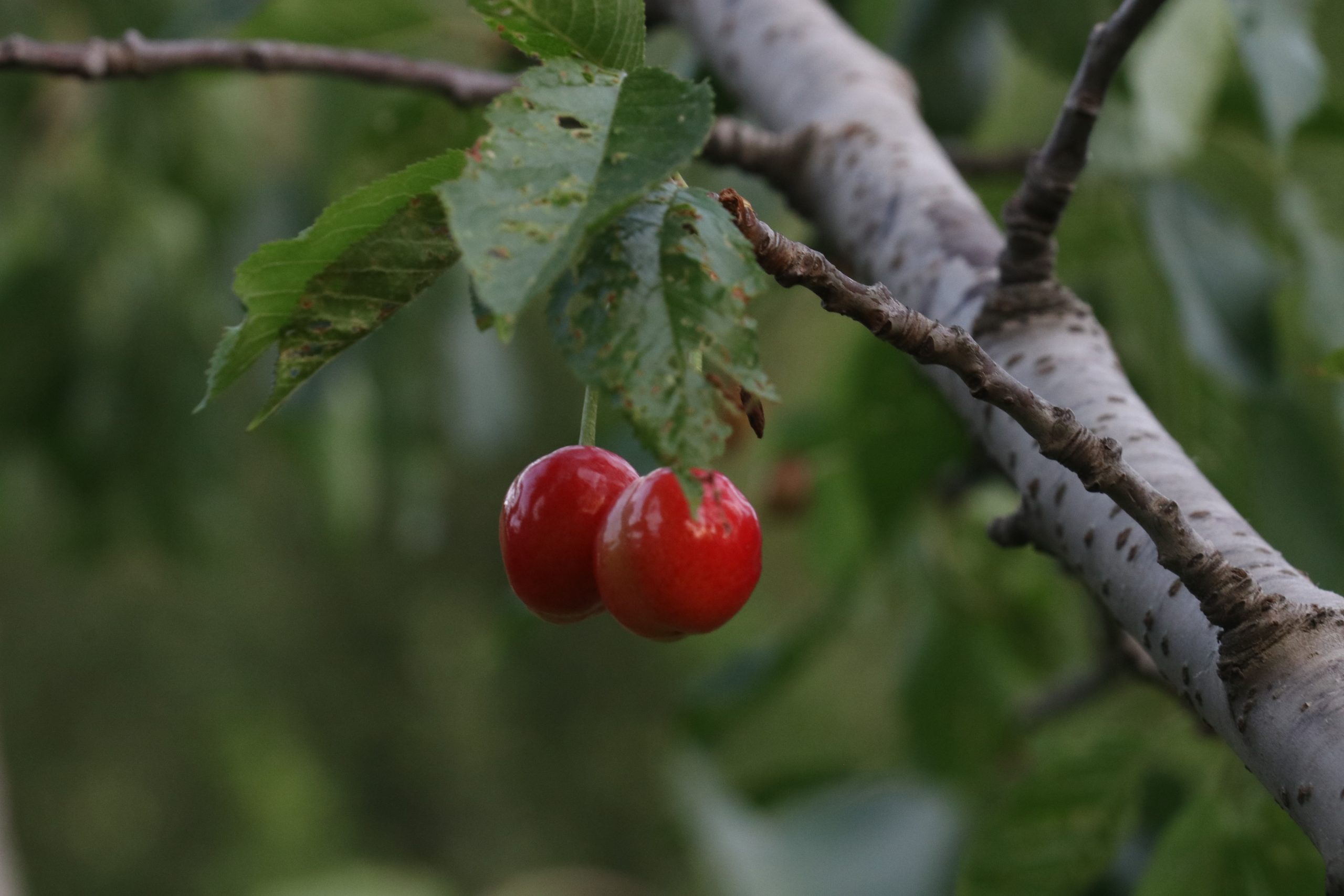 Red cherries on a plant