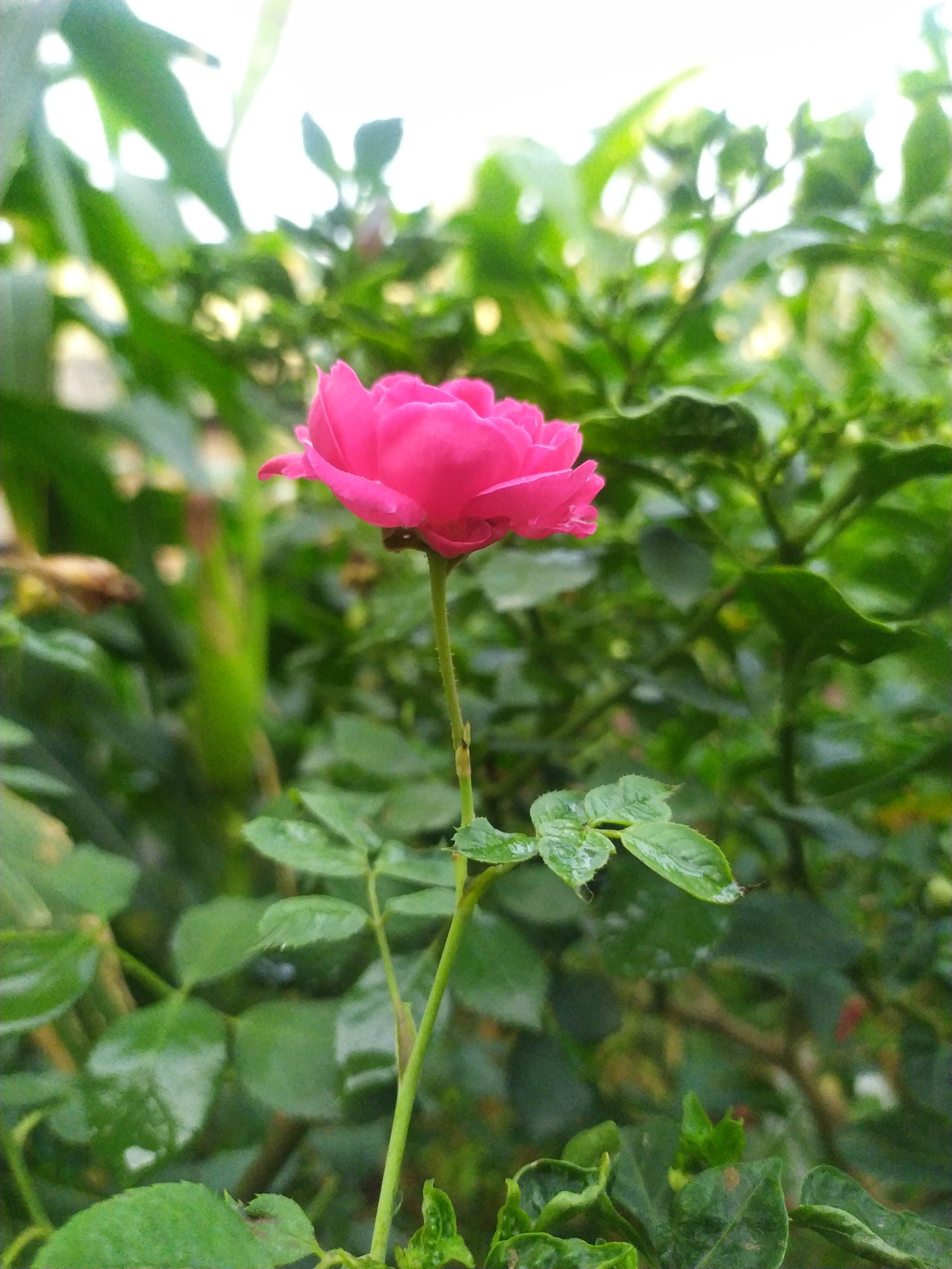 Red flower rose
