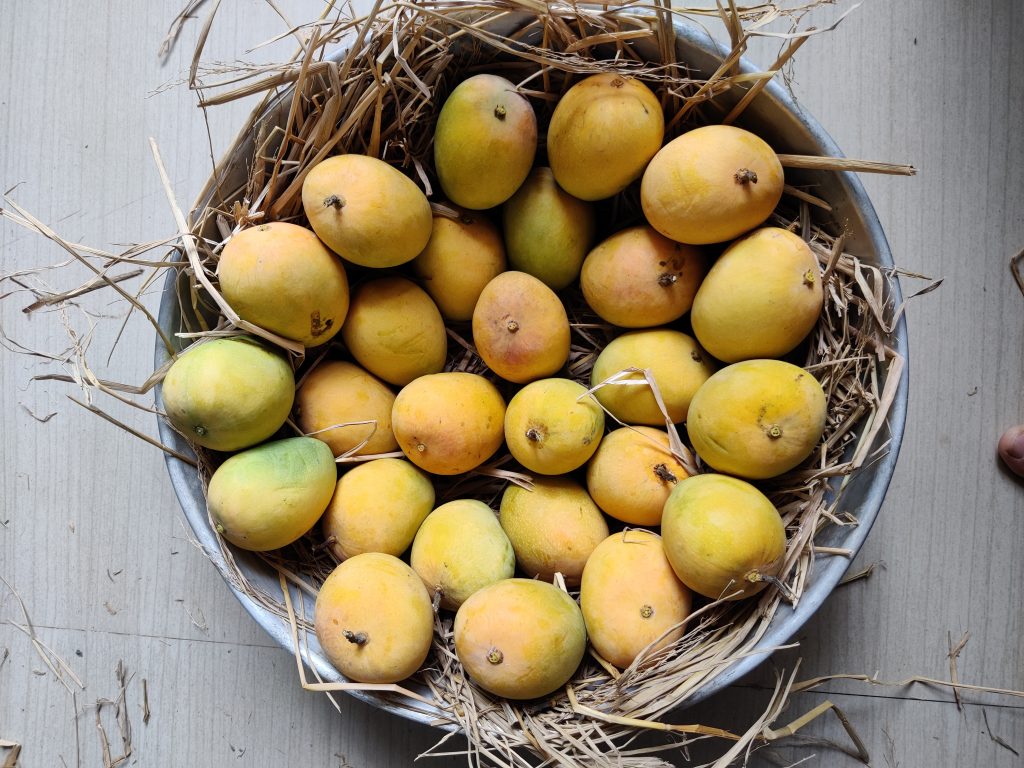 Ripe Mangoes In A Basket Pixahive