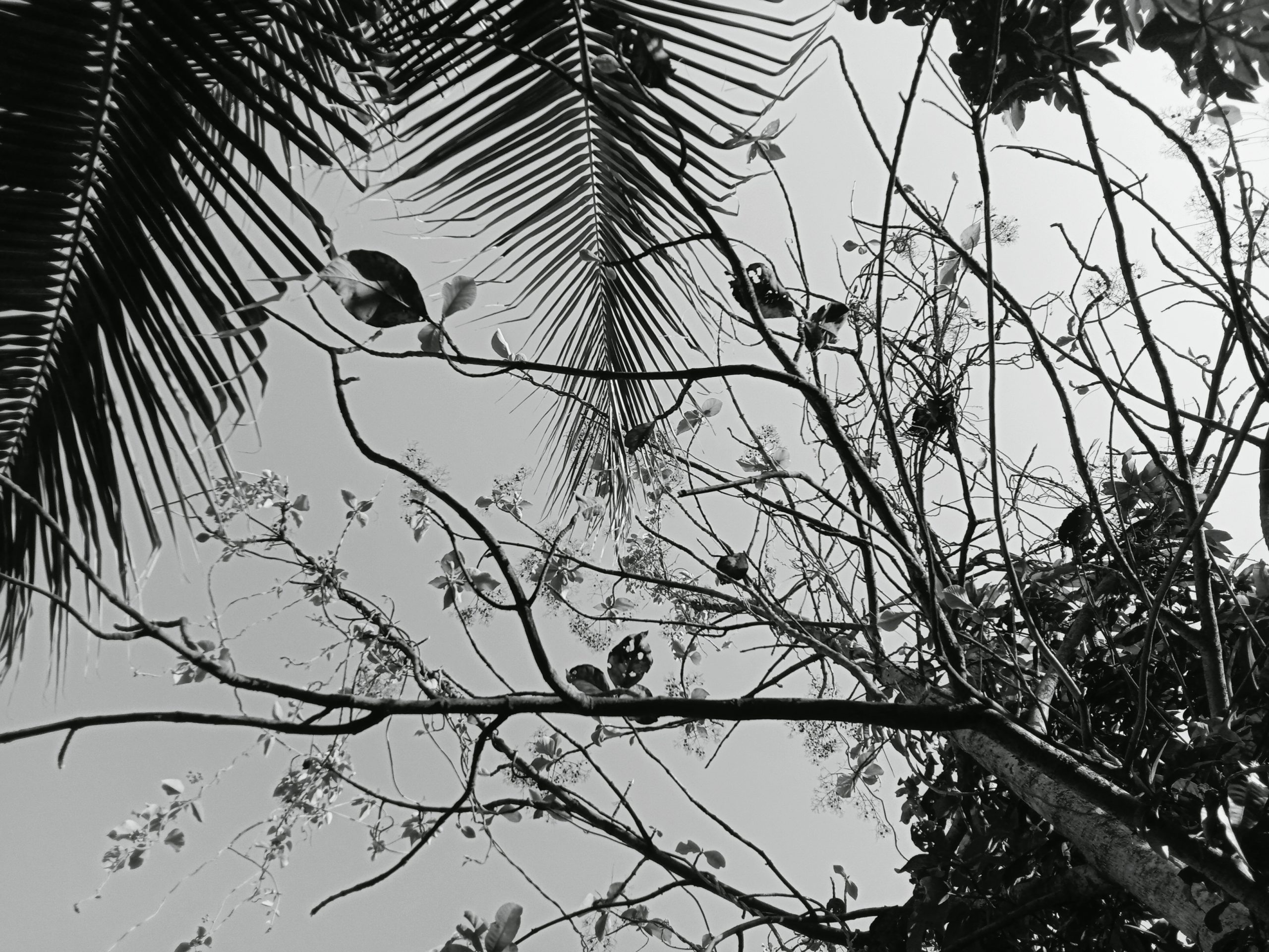Tree leaves and branches