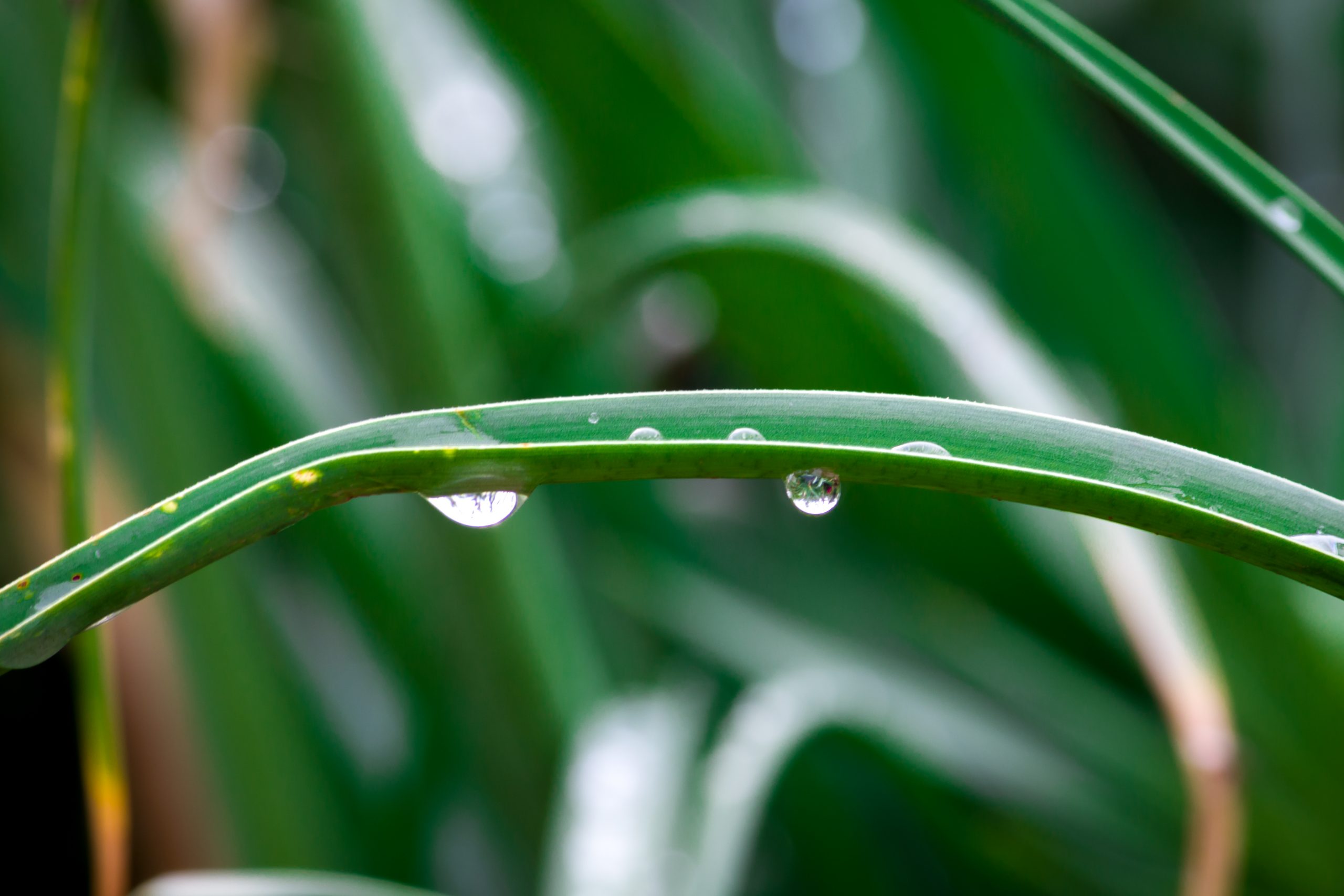 Water drops on a grass straw