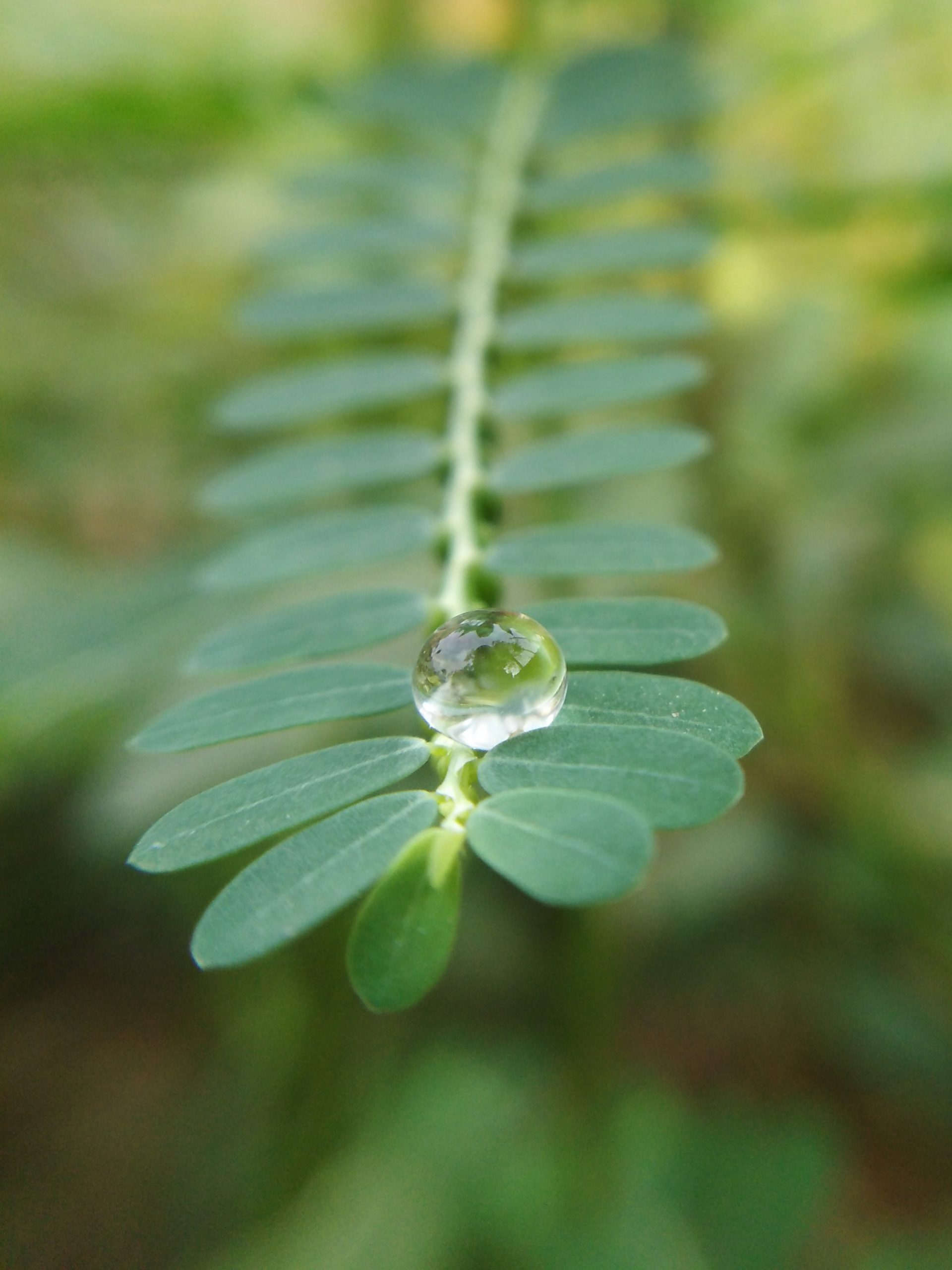 Water drops on a plant leaves