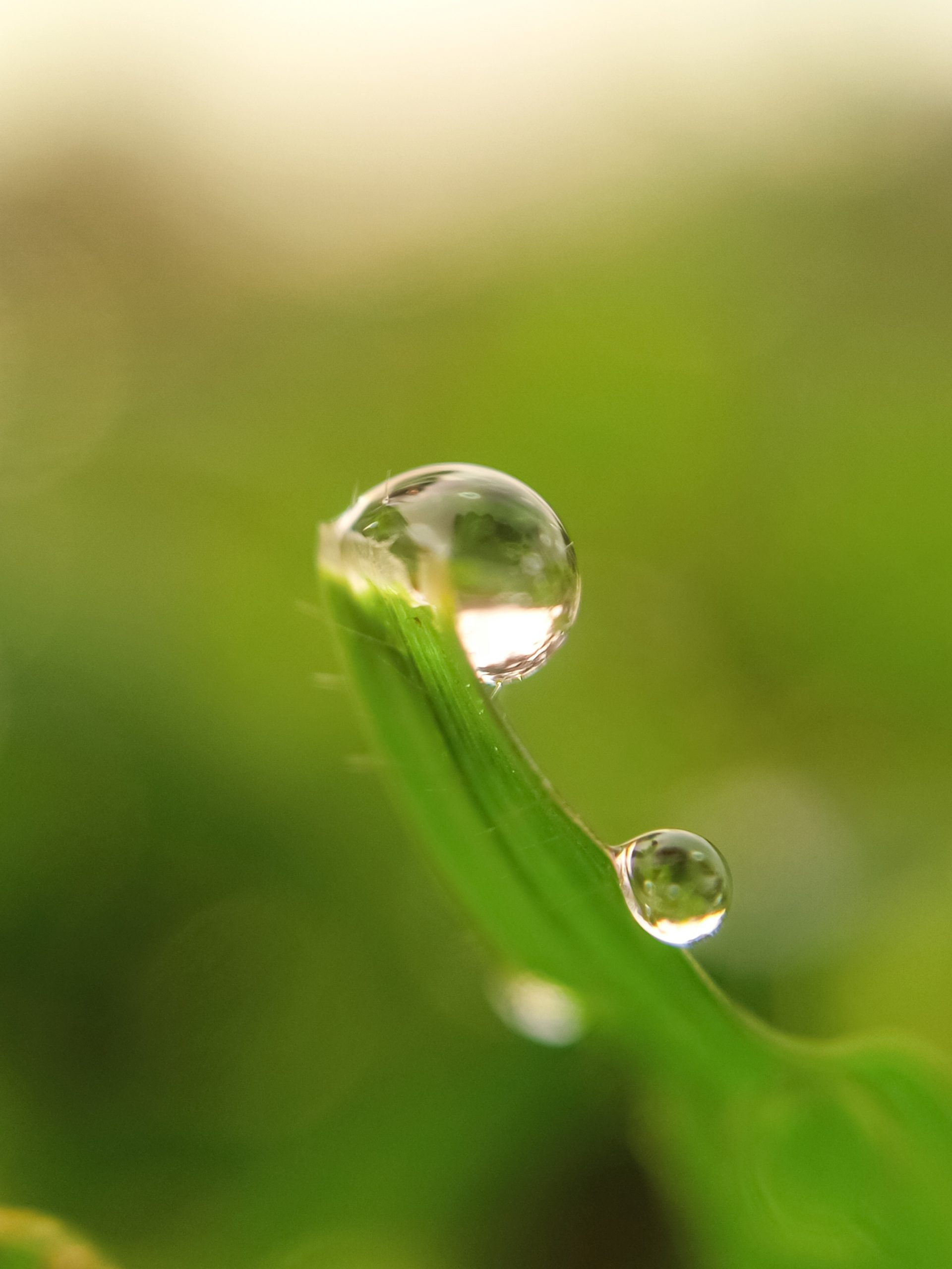 Water drops on a plant stem