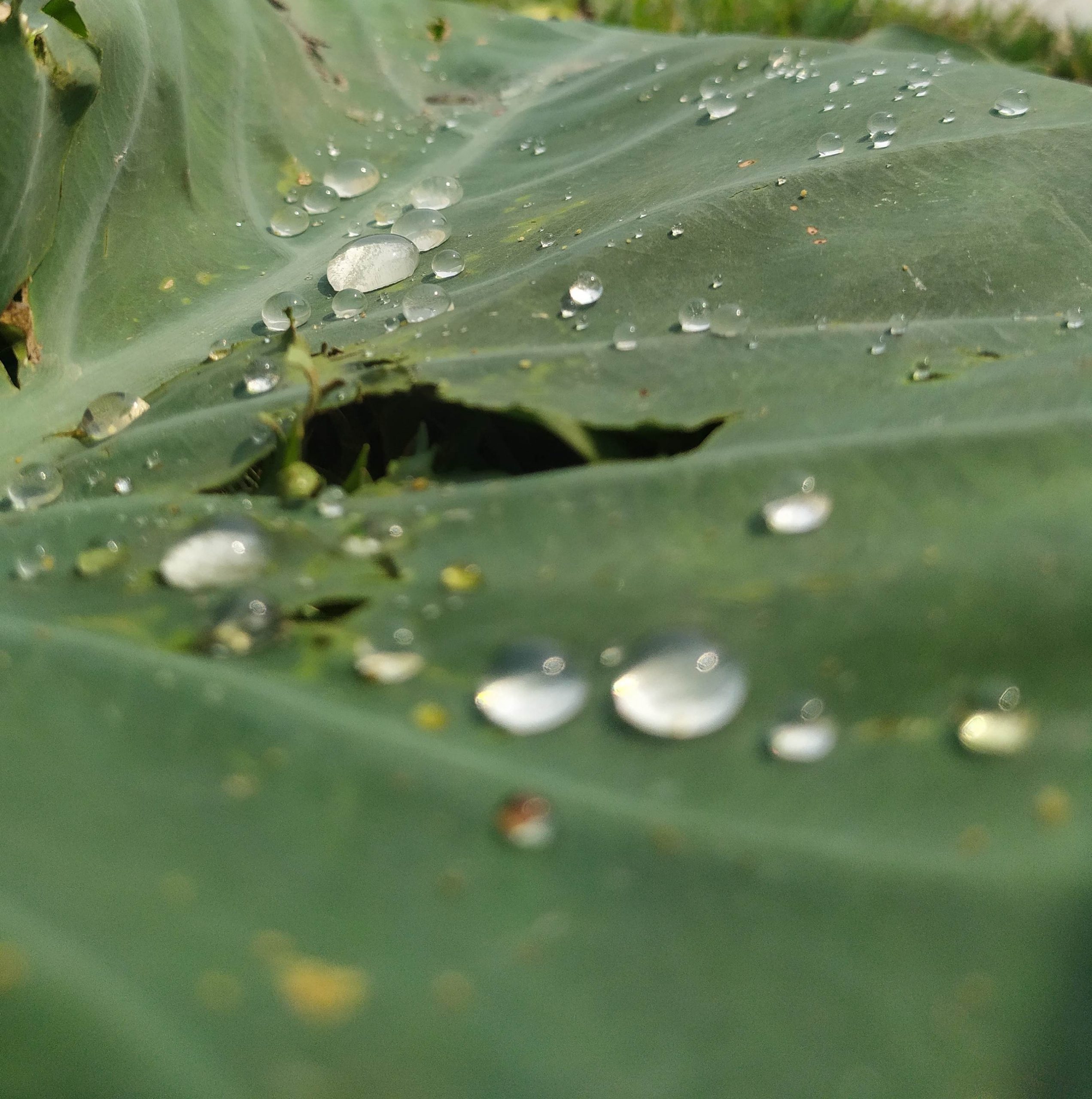 Water drops on a taro leaf