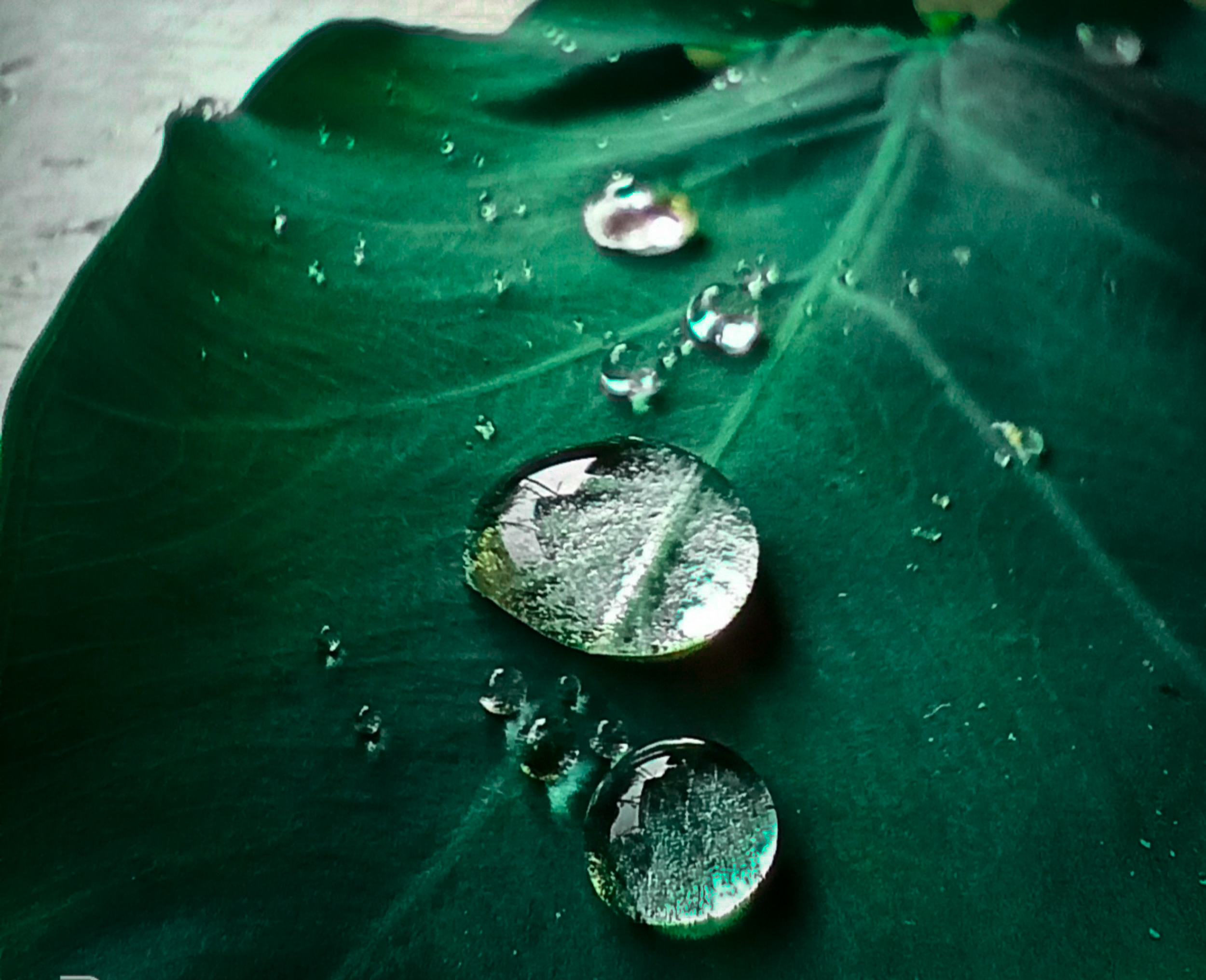 Water drops on a taro leaf