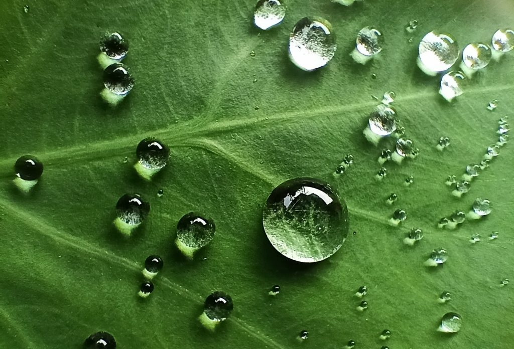 Water drops on green leaf - PixaHive