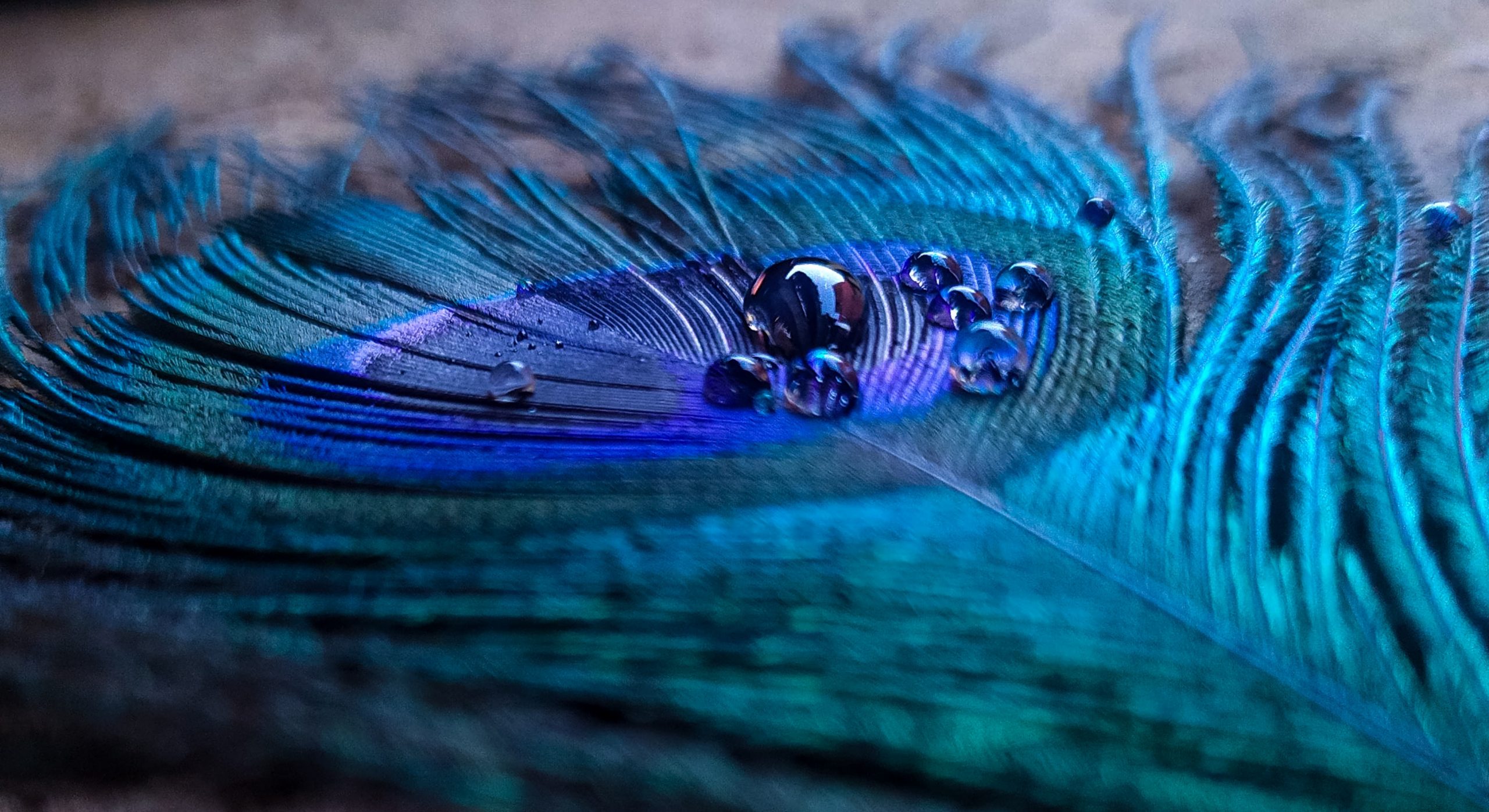 Water drops on peacock feather