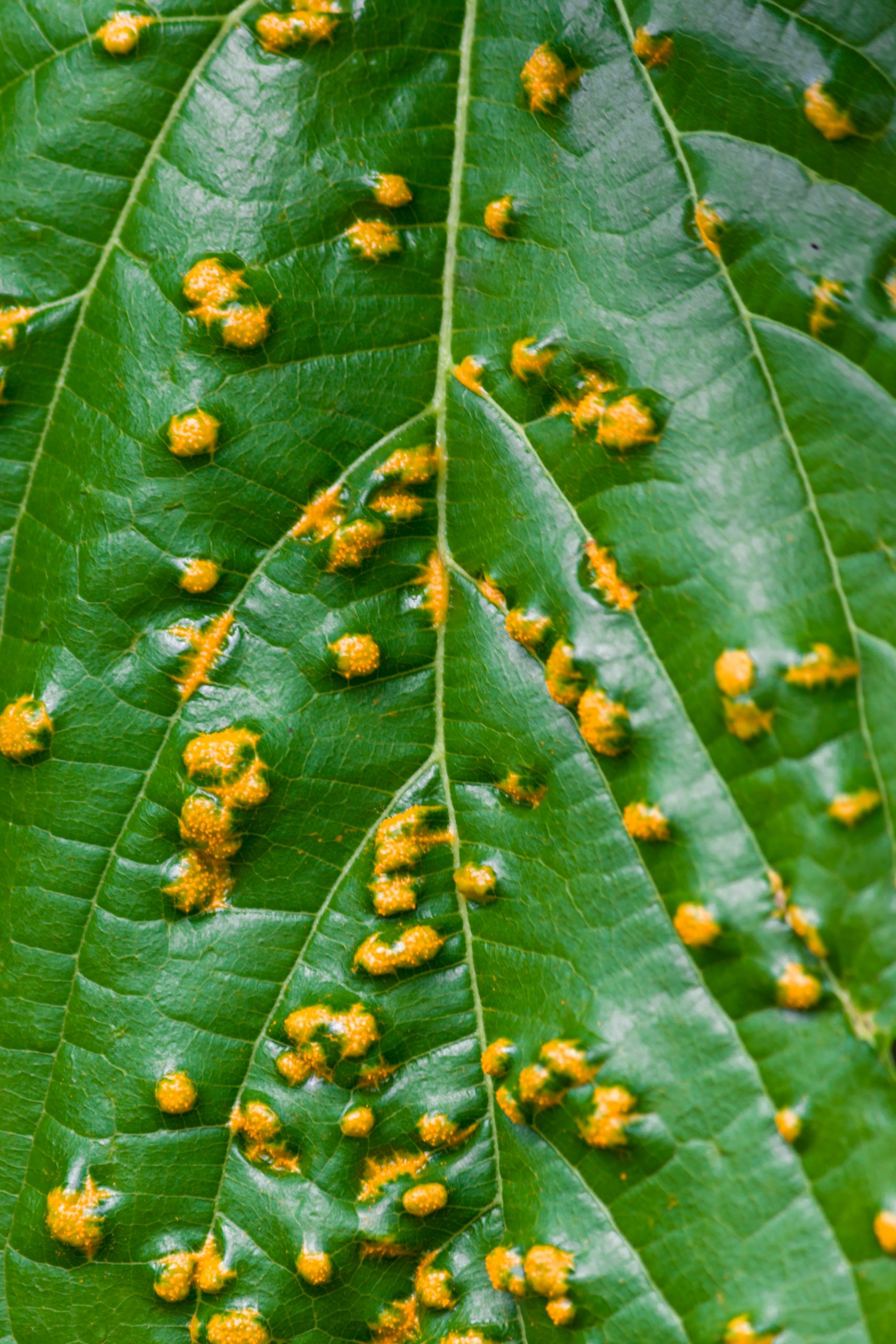 Yellow spots on a green leaf