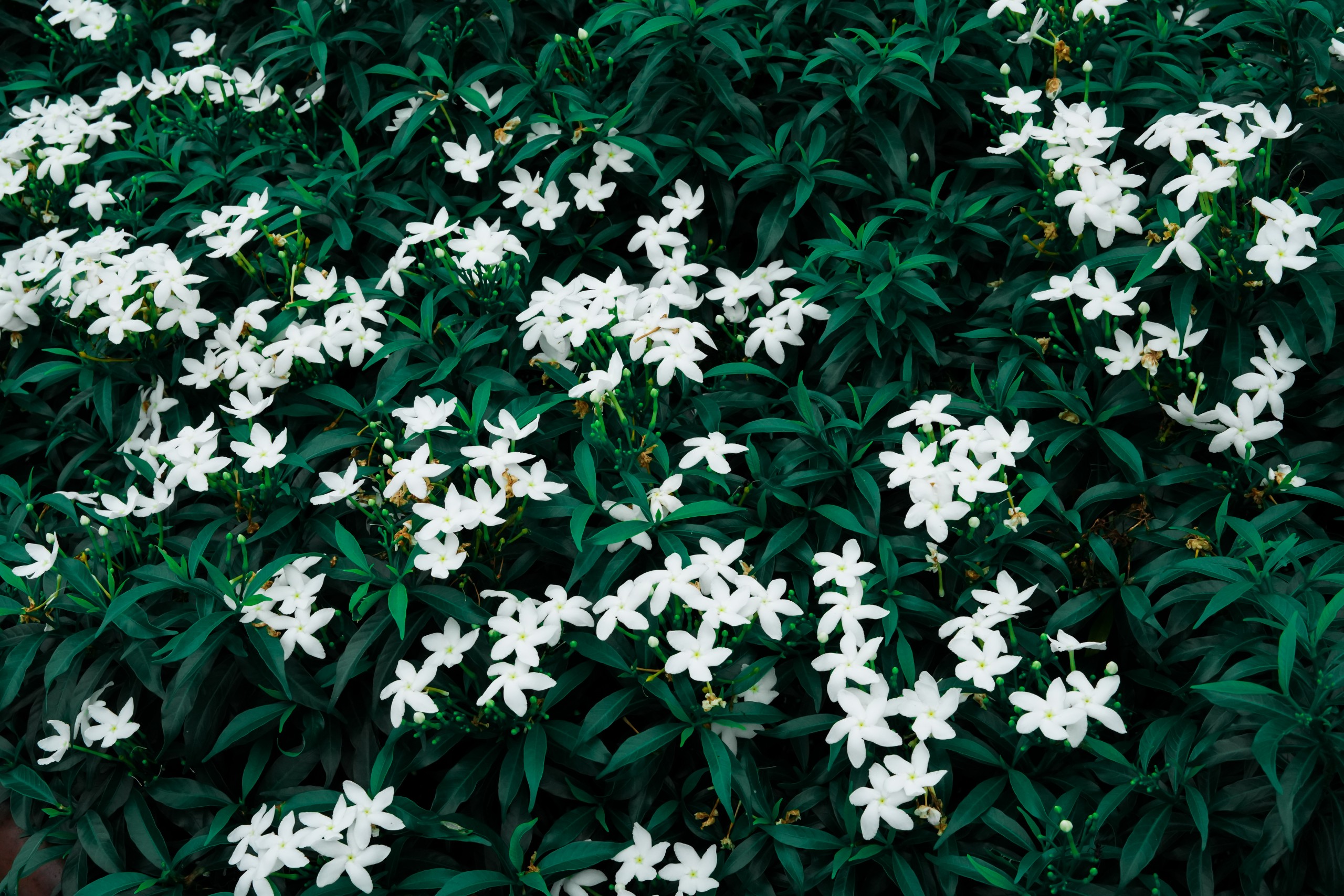 Group of white flowers