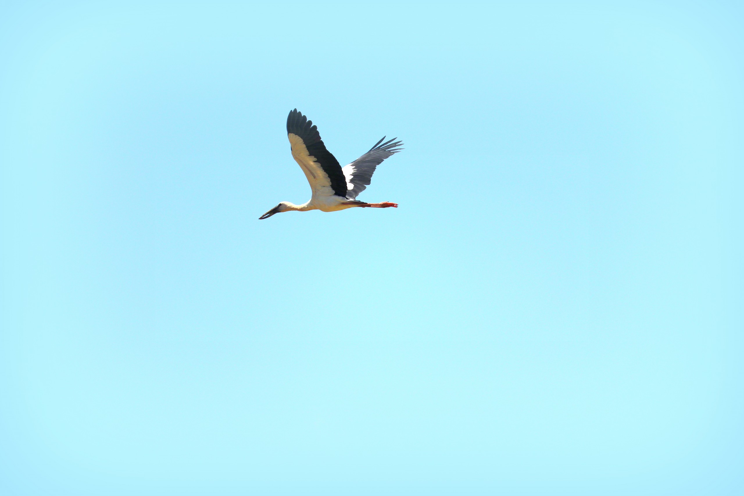 Heron bird flying