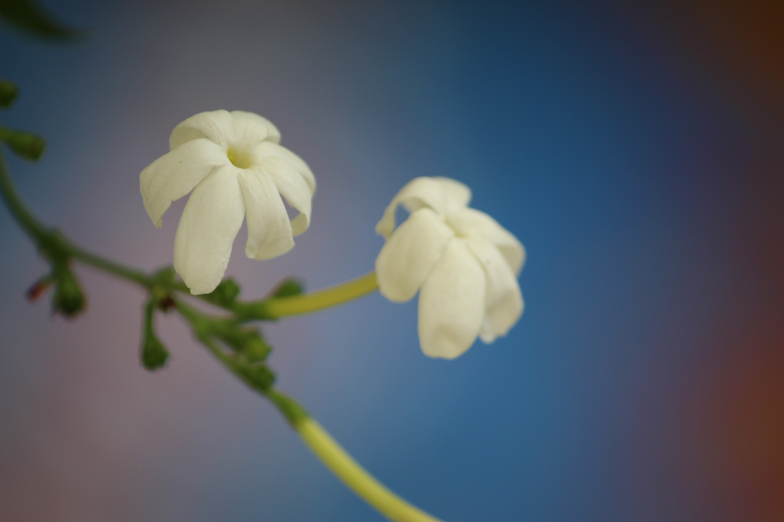 Pair of White Flowers