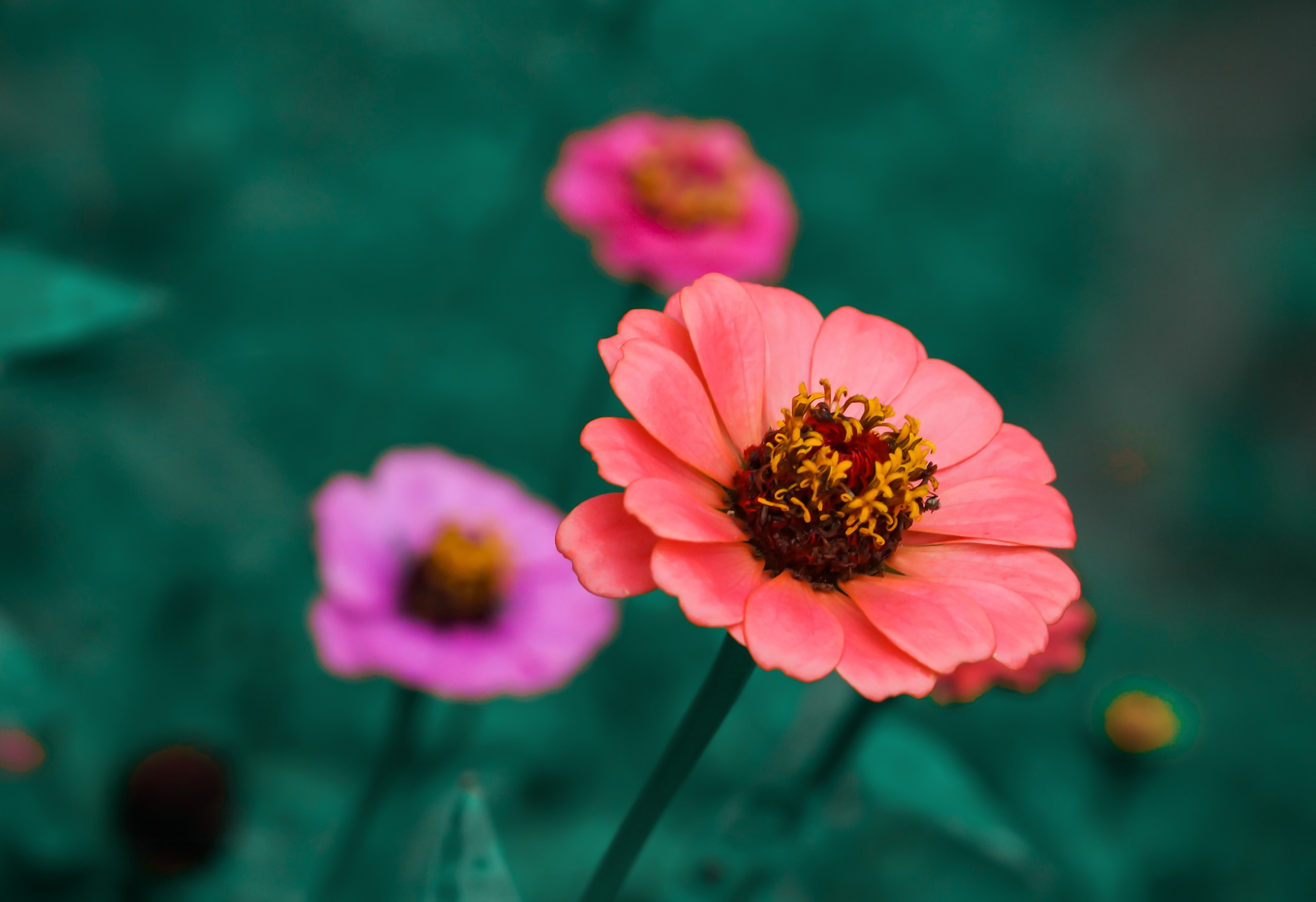 Pink Flower and Greenery