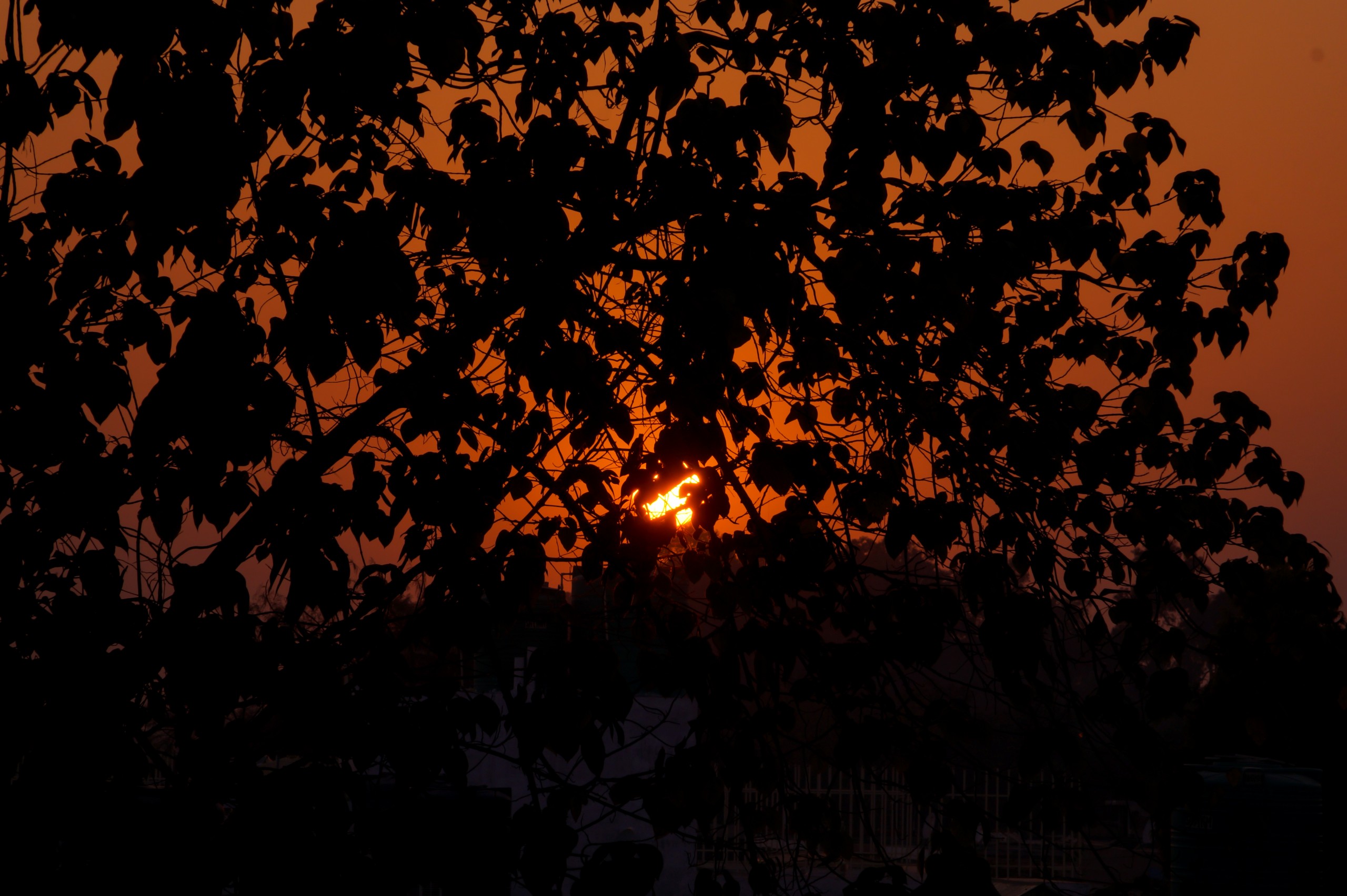 Sunset through a tree